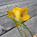 Romulea diversiformis, Mary Sue Ittner Romulea diversiformis, Mary Sue Ittner