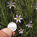 Romulea gigantea, Bob Rutemoeller [Shift+click to enlarge, Click to go to wiki entry]