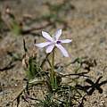 Romulea hantamensis, Alan Horstmann