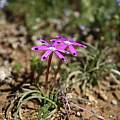 Romulea hantamensis, Alan Horstmann
