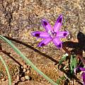 Romulea hantamensis, Alan Horstmann