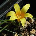 Romulea macowanii, Mary Sue Ittner [Shift+click to enlarge, Click to go to wiki entry]