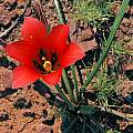 Romulea monadelpha, Bokkeveld Plateau, Bob Rutemoeller [Shift+click to enlarge, Click to go to wiki entry]