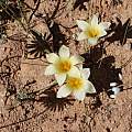 Romulea pearsoni, Corné Rautenbach, iNaturalist, CC BY-NC