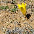 Romulea pearsoni, Nick Helme, iNaturalist, CC BY-NC