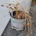 Romulea phoenicia, drying seed pods, Shmuel Silinsky