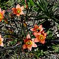Romulea setifolia, Mary Sue Ittner