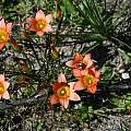 Romulea setifolia, Mary Sue Ittner Romulea setifolia, Mary Sue Ittner