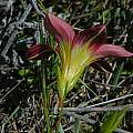 Romulea setifolia, Mary Sue Ittner