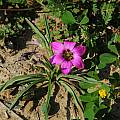Romulea tetragona, Mary Sue Ittner [Shift+click to enlarge, Click to go to wiki entry]