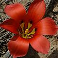 Romulea unifolia, Bob Rutemoeller [Shift+click to enlarge, Click to go to wiki entry]