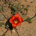Romulea unifolia, Mary Sue Ittner