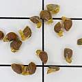 Roscoea cautleyoides seed, David Pilling