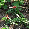 Roscoea purpurea 'Red Gurkha', Nhu Nguyen