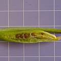 Roscoea seed pod, 8th August 2013, David Pilling
