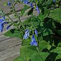 Salvia patens, Mary Sue Ittner Salvia patens, Mary Sue Ittner