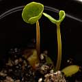 Sanguinaria canadensis seedling, 12th March 2014, David Pilling