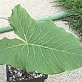 Sauromatum giganteum leaf, Susan Bryant