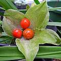 Scadoxus membranaceus fruit, Mary Sue Ittner