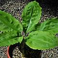 Scadoxus multiflorus ssp. katharinae leaves, Mary Sue Ittner