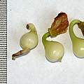 Scadoxus pole-evansii seeds/bulbs, Nhu Nguyen