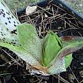 Scadoxus pseudocaulus prorumpens, Alessandro Marinello