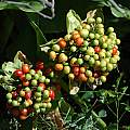 Scadoxus puniceus fruit, Mary Sue Ittner