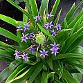 Scilla peruviana, syn. Scilla hughii, Susan Hayek