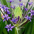 Scilla peruviana, syn. Scilla hughii, Susan Hayek