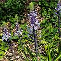 Scilla hyacinthoides, Nhu Nguyen [Shift+click to enlarge, Click to go to wiki entry]