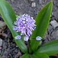 Scilla lilio-hyacinthus, Martin Bohnet [Shift+click to enlarge, Click to go to wiki entry]