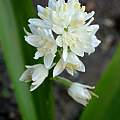 Scilla lilio-hyacinthus white form, Martin Bohnet
