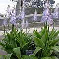 Scilla madeirensis, Kew Gardens, Terry Laskiewicz [Shift+click to enlarge, Click to go to wiki entry]