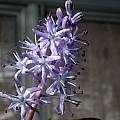Scilla messeniaca, John Lonsdale [Shift+click to enlarge, Click to go to wiki entry]