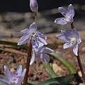 Scilla morrisii, Oron Peri [Shift+click to enlarge, Click to go to wiki entry]