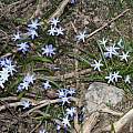 Scilla nana, Felix Riegel, iNaturalist, CC BY-NC