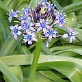 Scilla peruviana, Rodger Whitlock