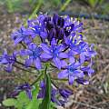 Scilla peruviana, Mary Sue Ittner [Shift+click to enlarge, Click to go to wiki entry]