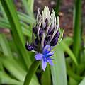 Scilla peruviana, Mary Sue Ittner