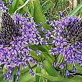 Scilla peruviana purple violet, Angelo Porcelli