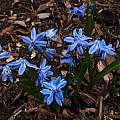 Scilla siberica, Jay Yourch [Shift+click to enlarge, Click to go to wiki entry]