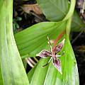 Scoliopus bigelovii, Bob Rutemoeller [Shift+click to enlarge, Click to go to wiki entry]