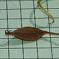 Scoliopus bigelovii, seed pod, Mary Sue Ittner