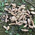 Seemannia nematanthodes 'Evita' rhizomes, Nicholas Plummer Seemannia nematanthodes 'Evita' rhizomes, Nicholas Plummer