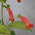 Sinningia sellovii × nordestina, Dennis Kramb
