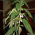 Sinningia gesneriifolia, Nhu Nguyen