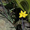 Sisyrinchium californicum, Salt Point State Park, Bob Rutemoeller