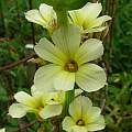 Sisyrinchium convolutum, Kathleen Sayce Sisyrinchium convolutum, Kathleen Sayce