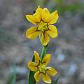 Sisyrinchium macrocarpum, Mary Sue Ittner Sisyrinchium macrocarpum, Mary Sue Ittner