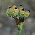 Sisyrinchium macrocarpum seed pods, Mary Sue Ittner Sisyrinchium macrocarpum seed pods, Mary Sue Ittner